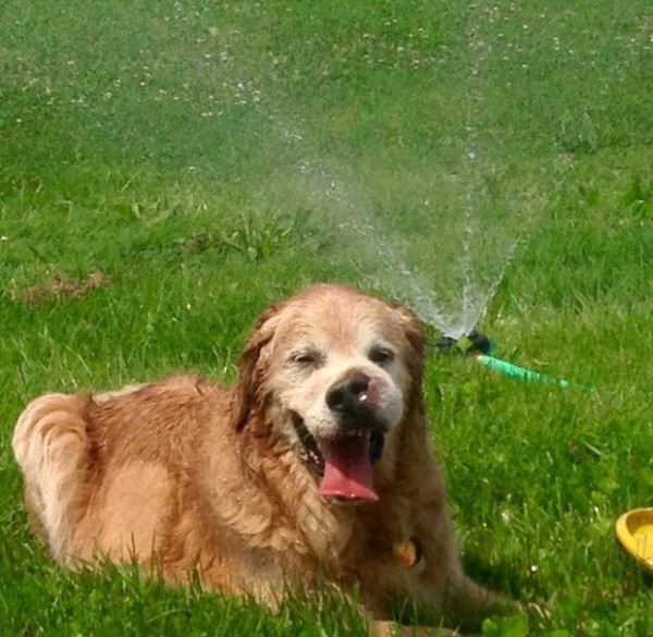 3 ay ömrü kalan köpeğin son günleri için yapılacaklar listesi - Resim: 3