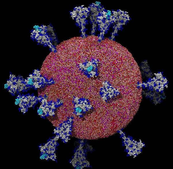 Koronavirüsün insan hücresine girdiği an ilk kez bu kadar net görüldü - Resim: 1