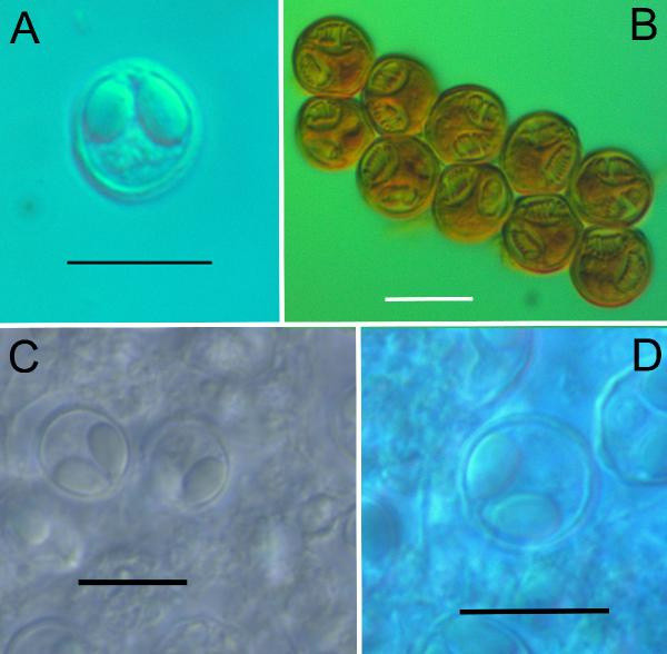Türk bilim insanları keşfetti! Samsun'da varlığı bilinmeyen 4 yeni parazit türü keşfetti - Resim: 0