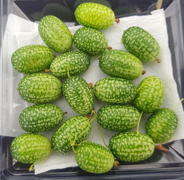 Antalya'da ağırlığı sadece 5 gram gören şaşırıyor! Fiyatı cep yakıyor - Resim: 0