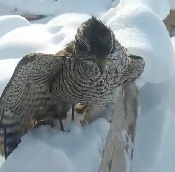 Sivas il merkezinde bulunan tilki şoke etti işe giderken asansörcü buldu - Resim: 4