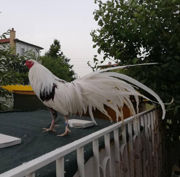 Japonya'dan getirildi değeri 2 bin TL! Afyonkarahisar'da kümese girince şok oldu - Resim: 0