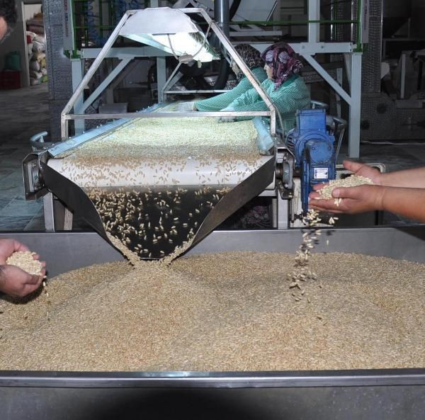 Aydın'da ölümü göze alıp topladılar fiyatı altınla yarışıyor! Paraya para demiyorlar - Resim: 3