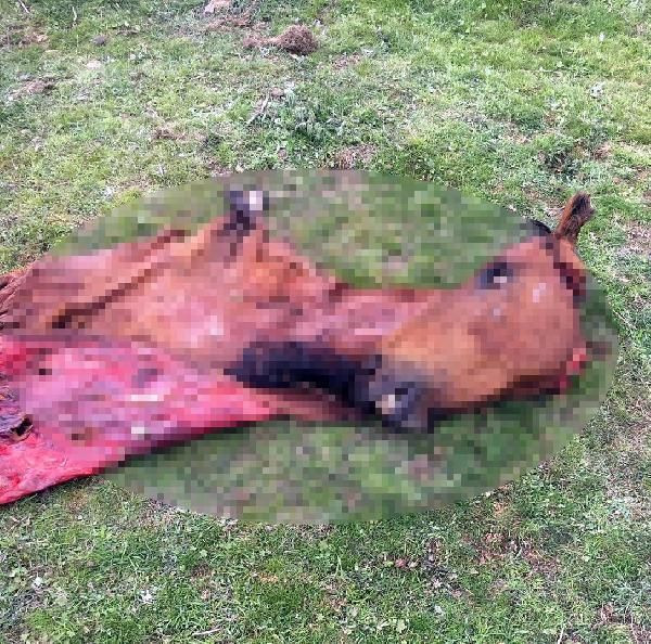 Manisa'da kamyonette 800 kilo at eti ile yakalandılar! - Resim: 2