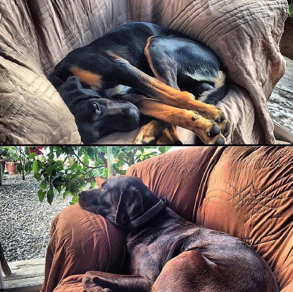 Tanem Sivar'ın köpeklerini zehirleyen sanığa hapis şoku - Resim: 3