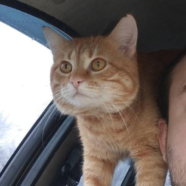 Ukrayna’nın en popüler taksisi: Kedili taksi büyük ilgi görüyor - Resim: 1