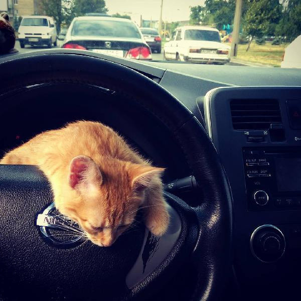 Ukrayna’nın en popüler taksisi: Kedili taksi büyük ilgi görüyor - Resim: 4