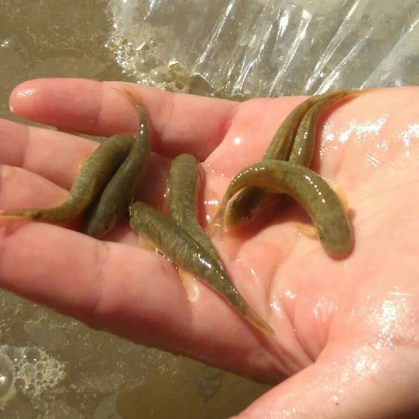 Bagajda ele geçirildi! Tam 2 bin 500 adet hepsi de canlı - Resim: 0