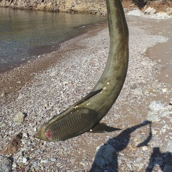 Muğla'da şaşkına çeviren olay! Oltasına takıldı müzeye koymak istiyorlar - Resim: 0