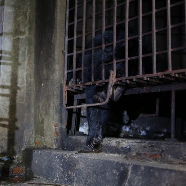 17 senedir karanlık bodrumda tutsaktı! Sadece çürümüş sebze verildi - Resim: 0