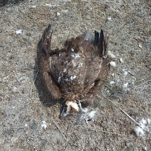 Afyonkarahisar'da vahşet! Nesli tükenmek üzereydi 7 tanesi ölü bulundu - Resim: 0