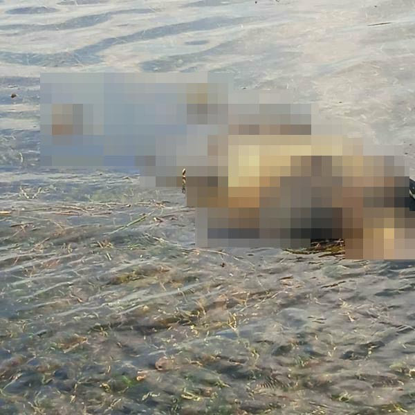 Şanlıurfa'da 16 gündür kayıptı! Acı haber geldi: Bakın nerede bulundu - Resim: 0