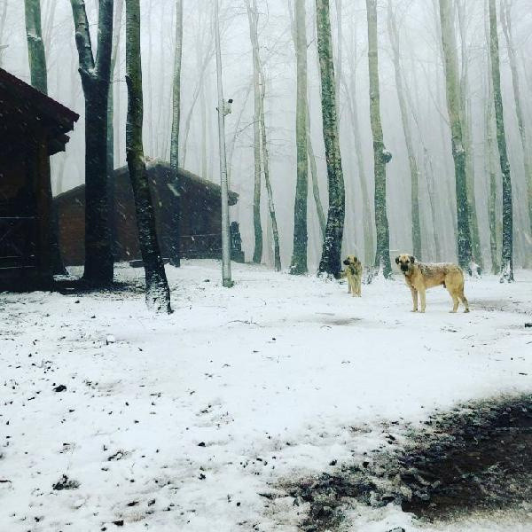 Görüntüler bugün çekildi! Kocaeli’de kar yağışı etkili oldu - Resim: 0