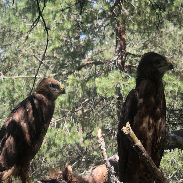 Orman işçisinden taktir toplayan hareket! Annesi ölen yavru şahinlere bakın nasıl bakıyor - Resim: 0