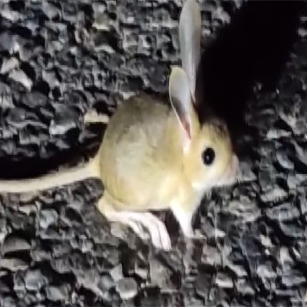 Dünyanın kırmızı listesinde! O hayvana Tunceli ev sahipliği yapıyor - Resim: 0