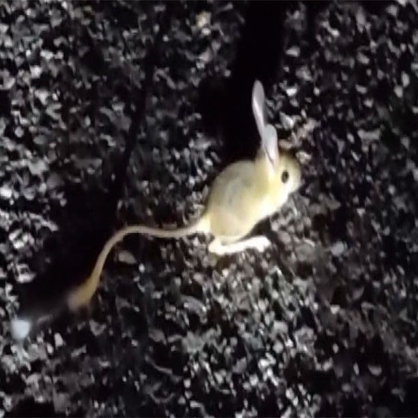 Dünyanın kırmızı listesinde! O hayvana Tunceli ev sahipliği yapıyor - Resim: 1