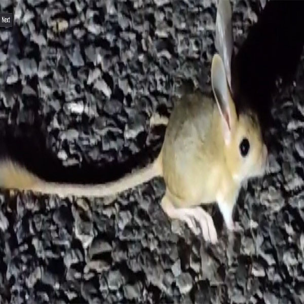 Dünyanın kırmızı listesinde! O hayvana Tunceli ev sahipliği yapıyor - Resim: 2