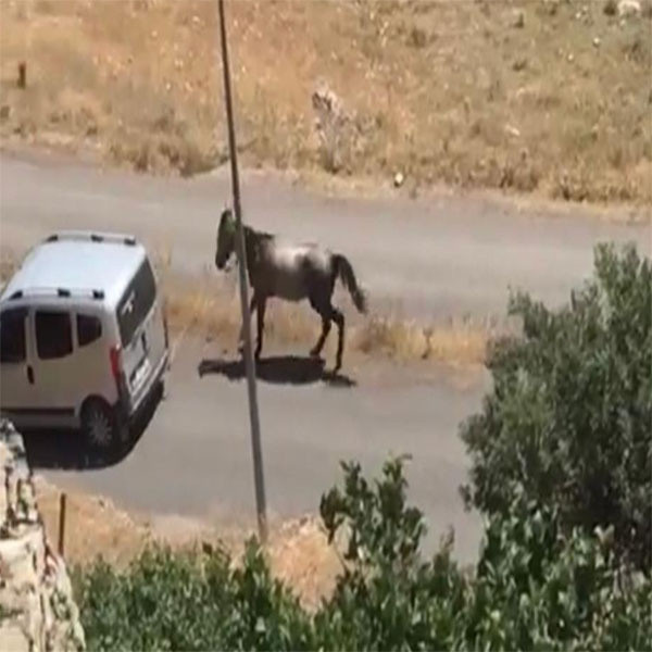 Vicdansız sürücü bu kadarı olmaz dedirtti! Yaralı atı arabasının arkasına bağladı, koşturdu - Resim: 0