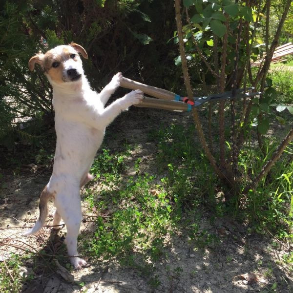 Yapmadığı iş yok sosyal medya fenomeni olan köpek - Resim: 1