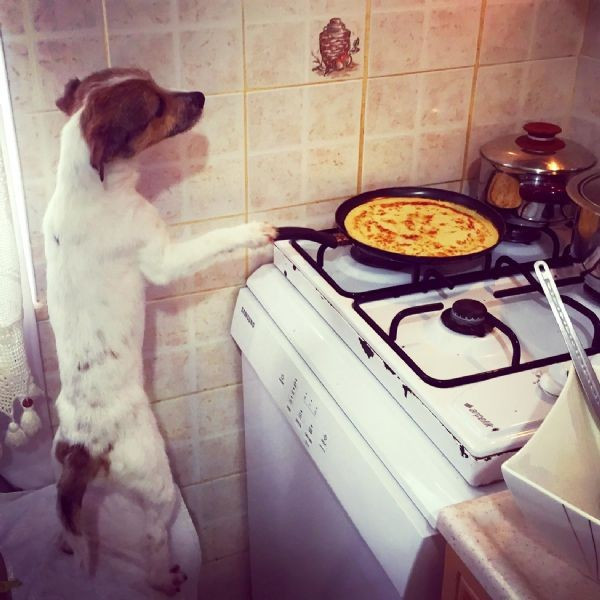 Yapmadığı iş yok sosyal medya fenomeni olan köpek - Resim: 3