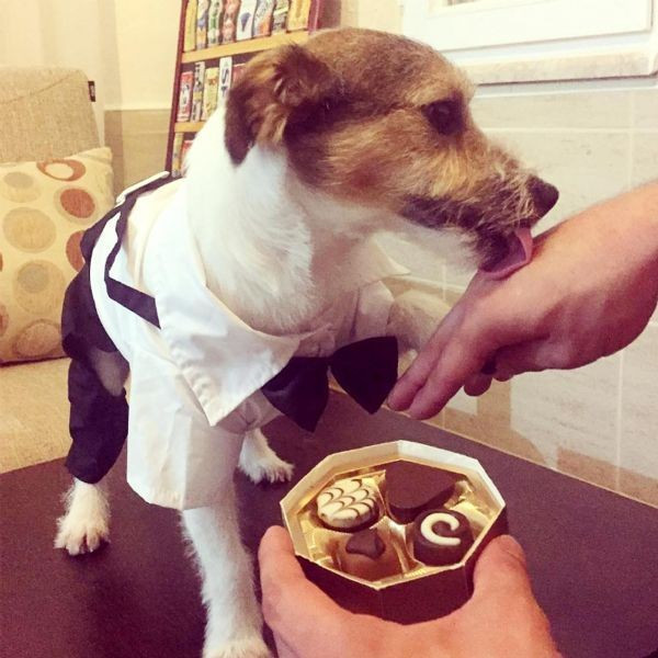 Yapmadığı iş yok sosyal medya fenomeni olan köpek - Resim: 4