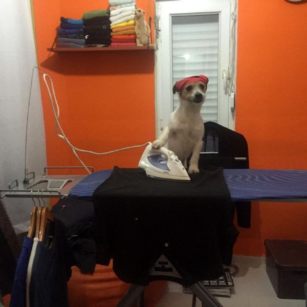 Maylo izlenme rekoru kırıyor bu köpek öyle zeki ki... - Resim: 2