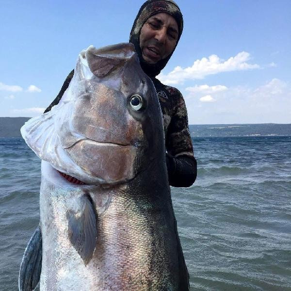 Çanakkale'de zıpkınla yakaladı boyu 2 metre ağırlığı 68 kg - Resim: 1