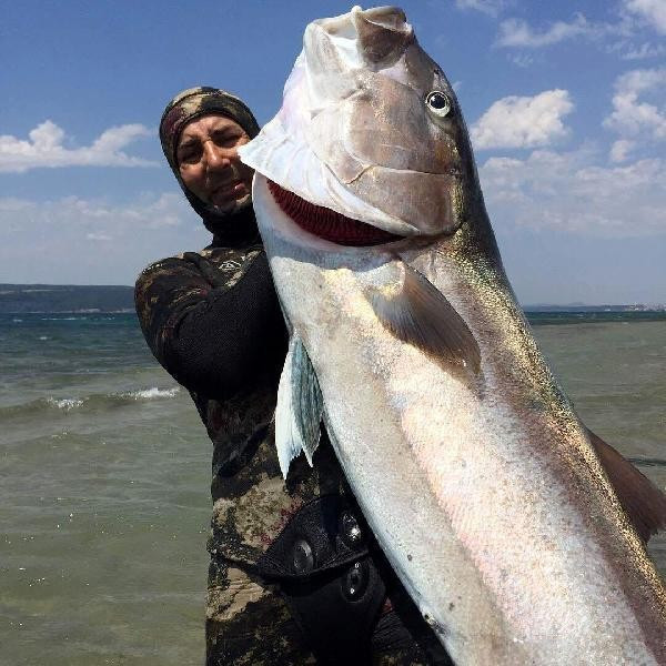 Çanakkale'de zıpkınla yakaladı boyu 2 metre ağırlığı 68 kg - Resim: 2