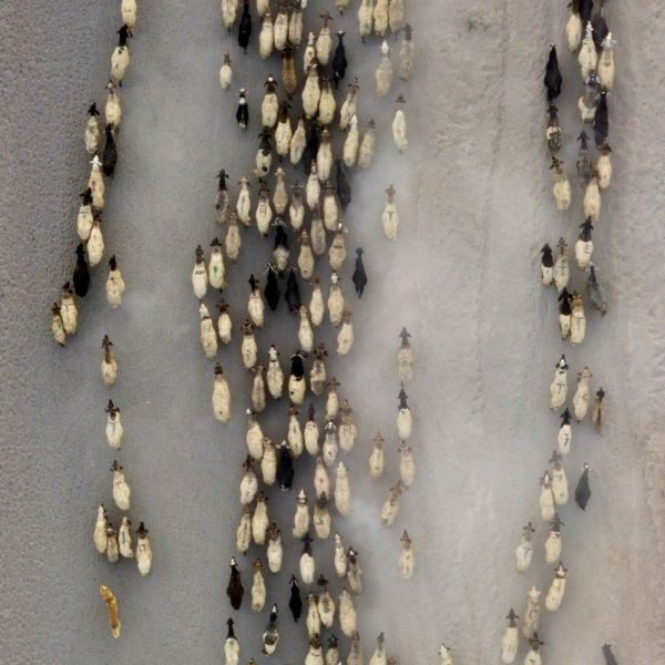 Bitlis'te sürülerin Nemrut Dağı eteklerinde tozlu yolculuğu başladı - Resim: 3