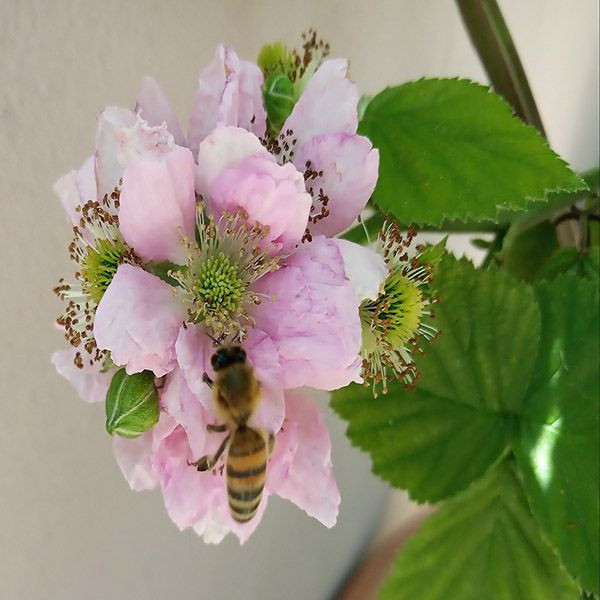 Arı sokmasına dikkat! Bunları bilmezseniz canınızdan olabilirsiniz - Resim: 1