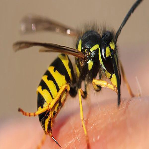 Arı sokmasına dikkat! Bunları bilmezseniz canınızdan olabilirsiniz - Resim: 3