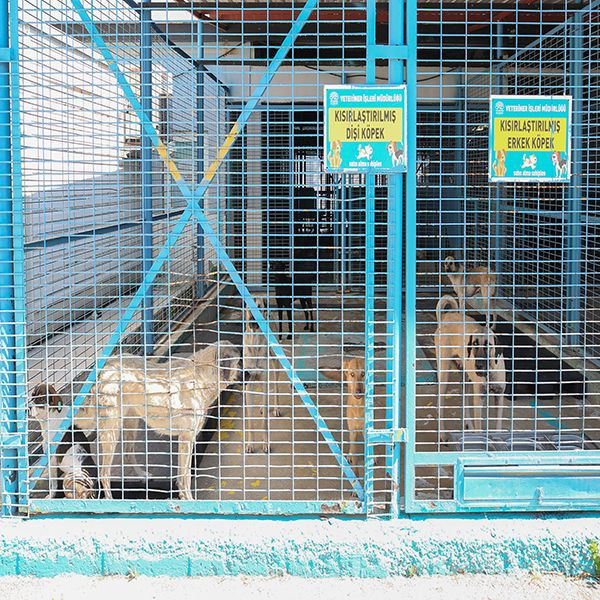 Bursa'da çareyi sokak hayvanlarını kısırlaştırmada buldu! "İlk önce halkın sağlığı" - Resim: 3