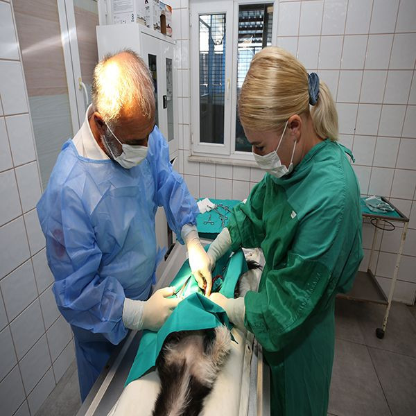 Bursa'da çareyi sokak hayvanlarını kısırlaştırmada buldu! "İlk önce halkın sağlığı" - Resim: 4