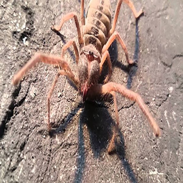 Yazın büyük tehlikesi başladı! Sarıkız örümceği ortaya çıktı - Resim: 1