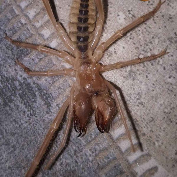 Yazın büyük tehlikesi başladı! Sarıkız örümceği ortaya çıktı - Resim: 2