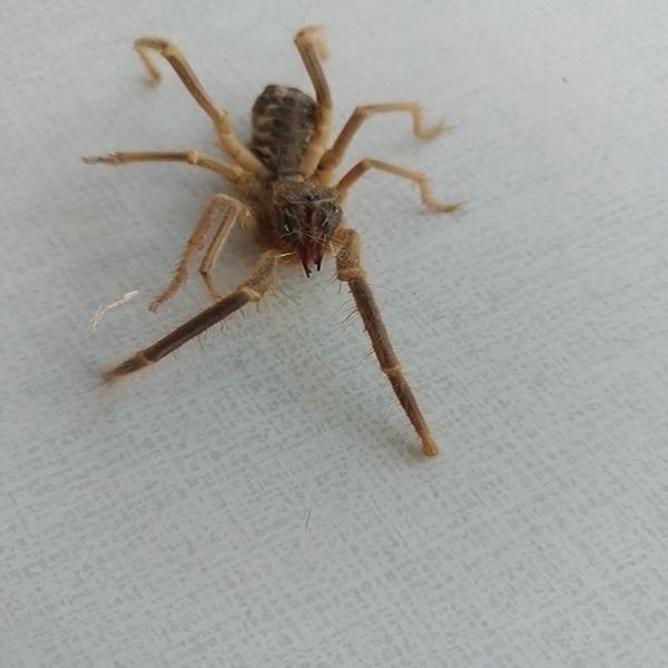 Yazın büyük tehlikesi başladı! Sarıkız örümceği ortaya çıktı - Resim: 3