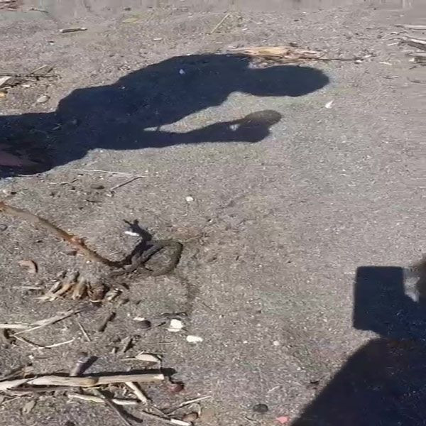 Denizde yılan paniği! Yüzerken bacağına dolandı... - Resim: 1