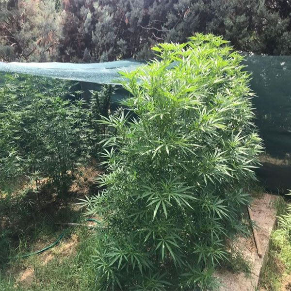 Kırıkkale'de büyük uyuşturucu operasyonu! 20 kişi gözaltına alındı - Resim: 2