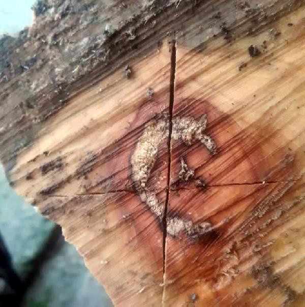 Zonguldak'ta kestiği odunun içinden çıkanı görünce hayrete düştü - Resim: 0