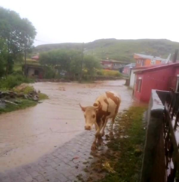 Ardahan'da yağmur sele neden oldu! Evler suyla doldu oturulamaz hale geldi - Resim: 1
