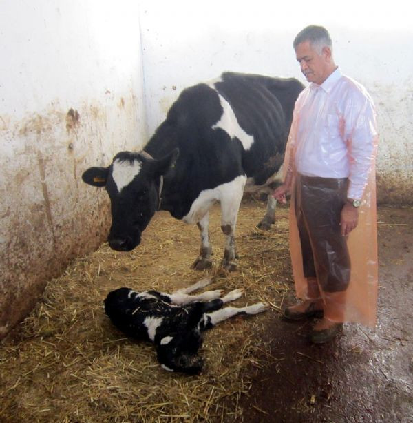 Çift başlı buzağı şoke etti! - Resim: 4