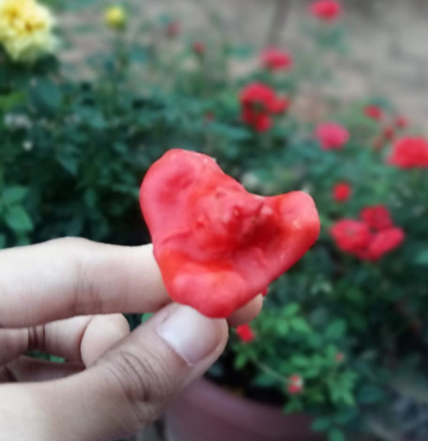 Kahramanmaraş'ta ilk defa yetiştirildi! Şeklini görenler telefona sarıldı - Resim: 1