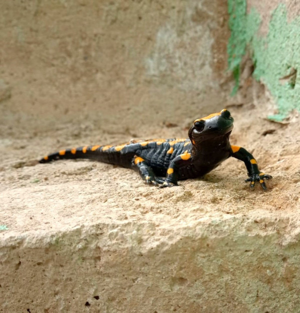 Konya'da ortaya çıktı 'yağmur yağdıran böcü' deniyor! Nesli tükenmek üzere - Resim: 0