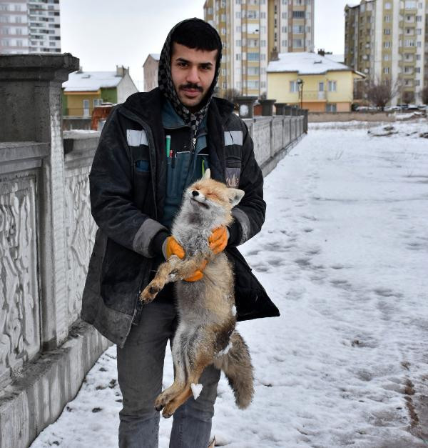 Sivas il merkezinde bulunan tilki şoke etti işe giderken asansörcü buldu - Resim: 3