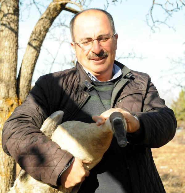 Kayseri'de bir yıl önce hobi olarak kaz aldı yılbaşı arefesi paraya para demiyor - Resim: 4