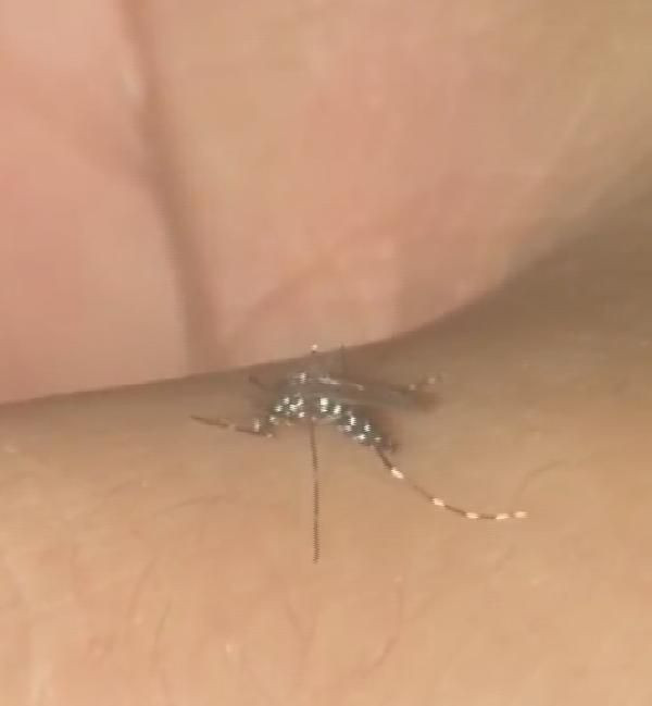 "Vampir sivrisinek" Asya Kaplan sivirisineğine biyolojik yöntemlerle çözüm aranacak - Resim: 3