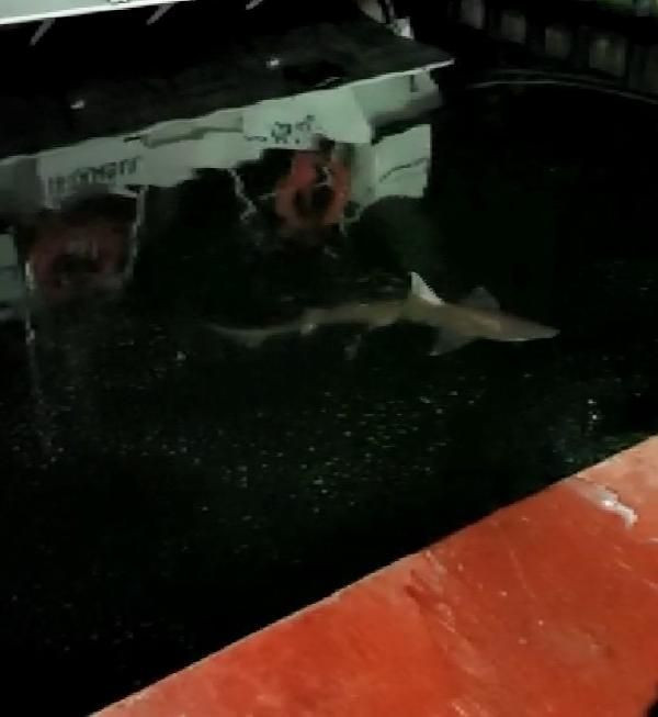 Haliç'te köpek balığı görüntüledi! "30 yıldır balıkçıyım ilk defa gördüm" - Resim: 2