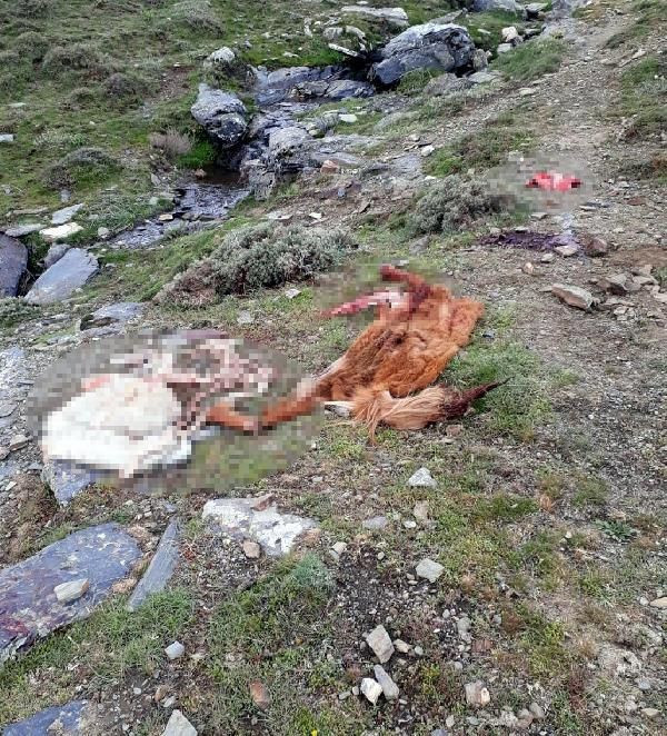 Manisa'da kamyonette 800 kilo at eti ile yakalandılar! - Resim: 3