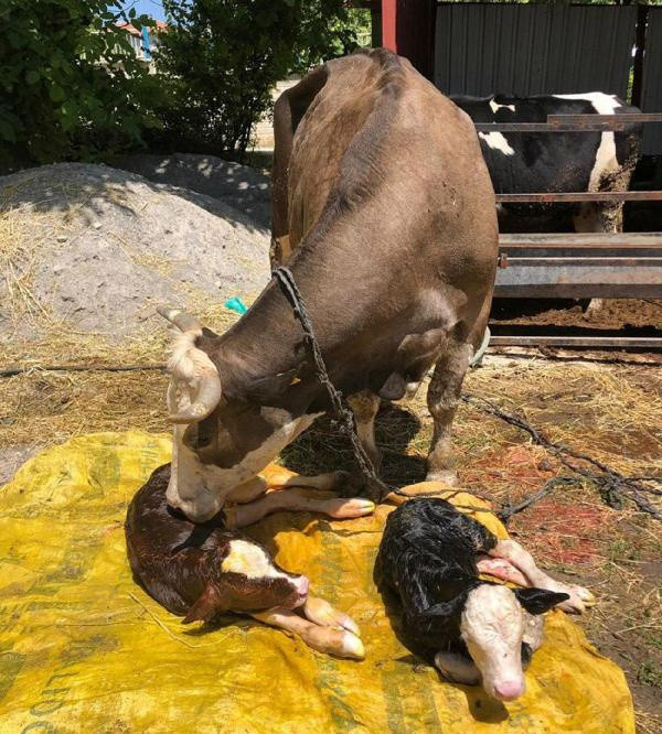 Denizli'de ahıra girince inanamadı: İlk defa böyle bir olay görüyorum - Resim: 0