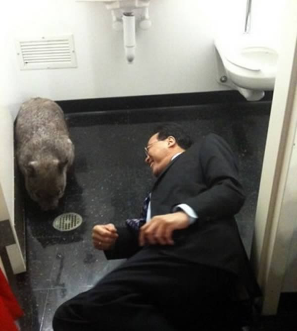 Siz ne yapardınız! Tuvalete girdi karşına bu görüntü çıktı ve... - Resim: 4